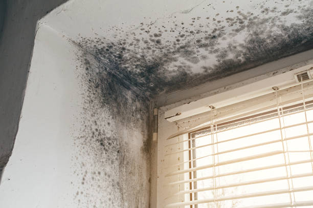 Affordable Mold Inspection And Testing solutions in Nunn, CO